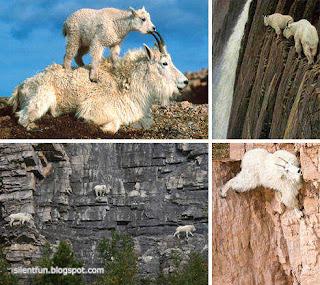 Rocky Mountain Goat Sure - Footed Climber - Amazing Animal Rocky Mountain Goat Sure - Footed Climber - Amazing Animal