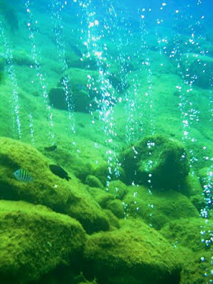 champagne bay dominica