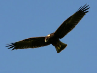 Papangue en vol ailes déployées dans un ciel bleu