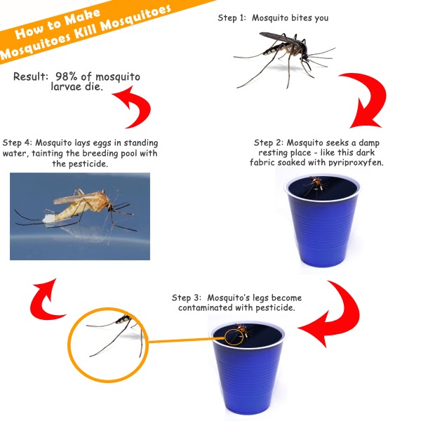 Key West Chronicle Key West Blog A Better Way to Fight Mosquitoes