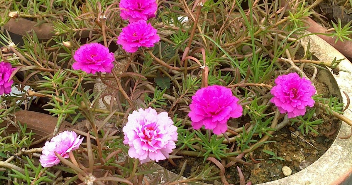 Home Gardening in Singapore Flowering Shrubs and annuals