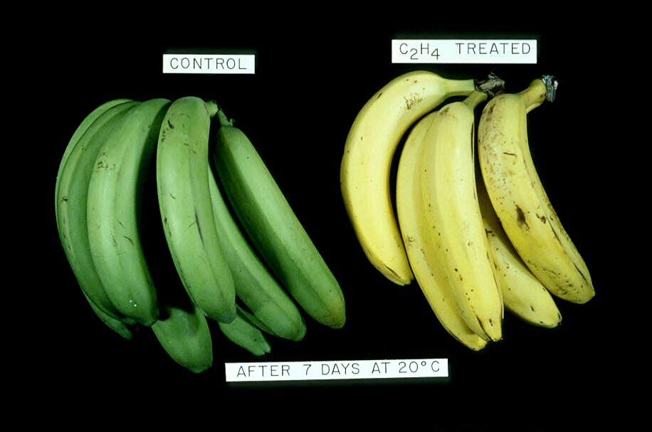 Química para Todos A química por detrás do amadurecimento da fruta