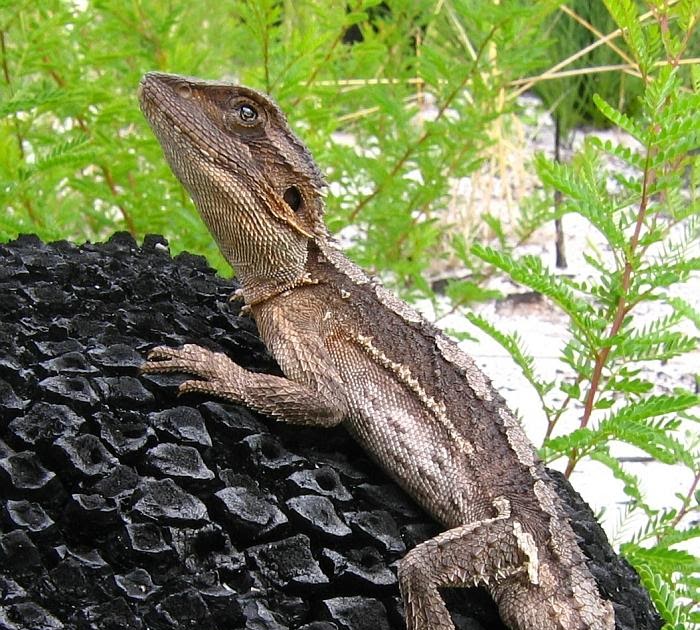 bearded-dragon-species-pogona-henrylawsoni.jpg