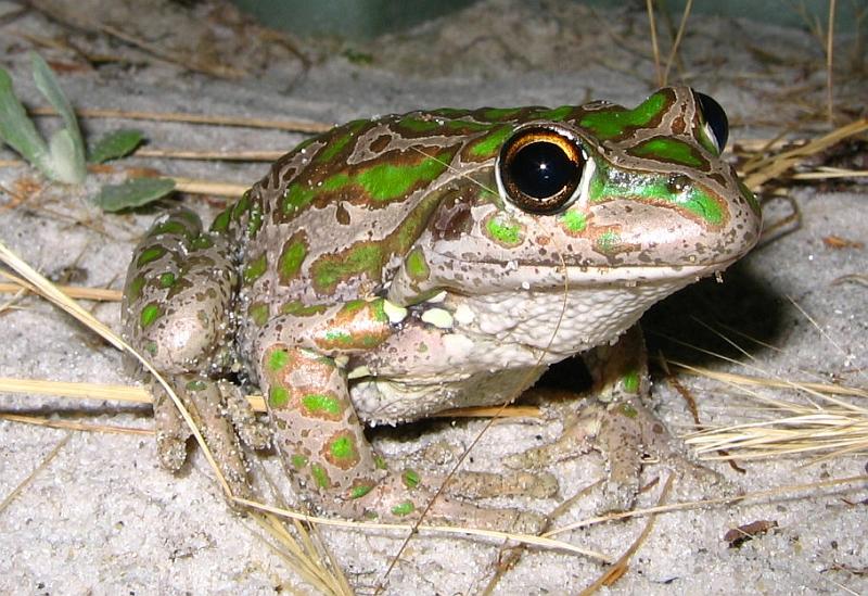 [Spotted-thighed+Frog+06AA++Litoria+cyclorhynchus.JPG]