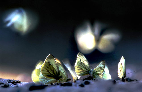 My soul is painted like the wings of butterflies...