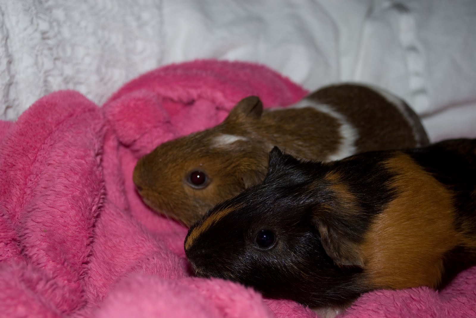 Uniqua And Tasha