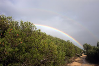 pinos camino arcoiris pinos camino arcoiris