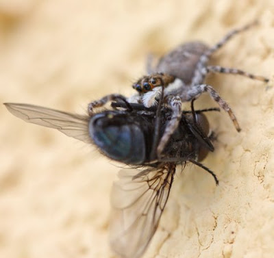 araña comiendo mosca calliphora vomitoria