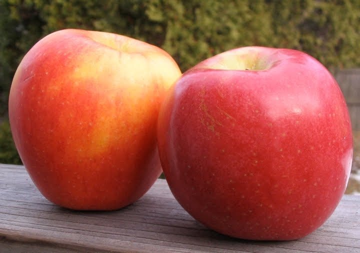 Adam's Apples Piñata Pacific Rose smackdown