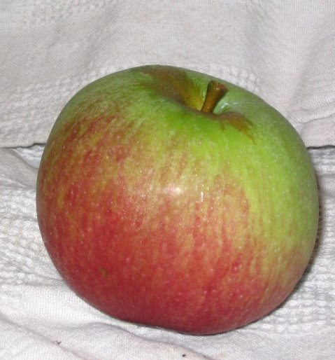 [Puritan+8:5:2008.jpg]