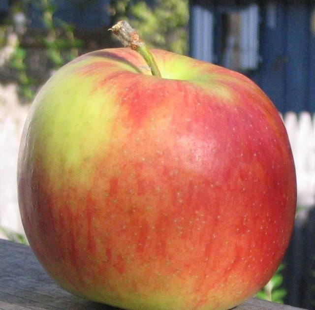 Adam's Apples Jonagold