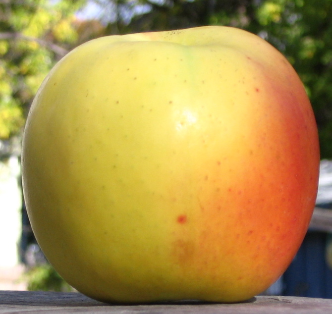 [Blushing+Golden.jpg]