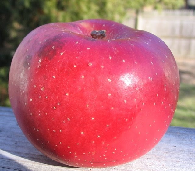 Adam's Apples Esopus Spitzenberg