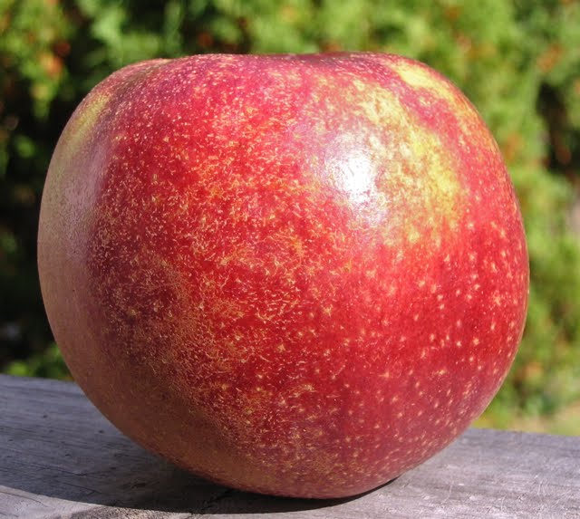 [American+Beauty.jpg]