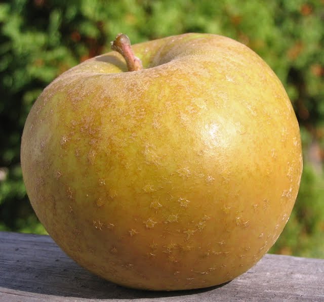 [Roxbury+Russet.jpg]