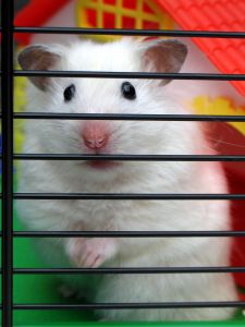 [852544_hamster_.jpg]
