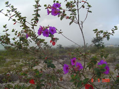 Flora da Serra do Periperi