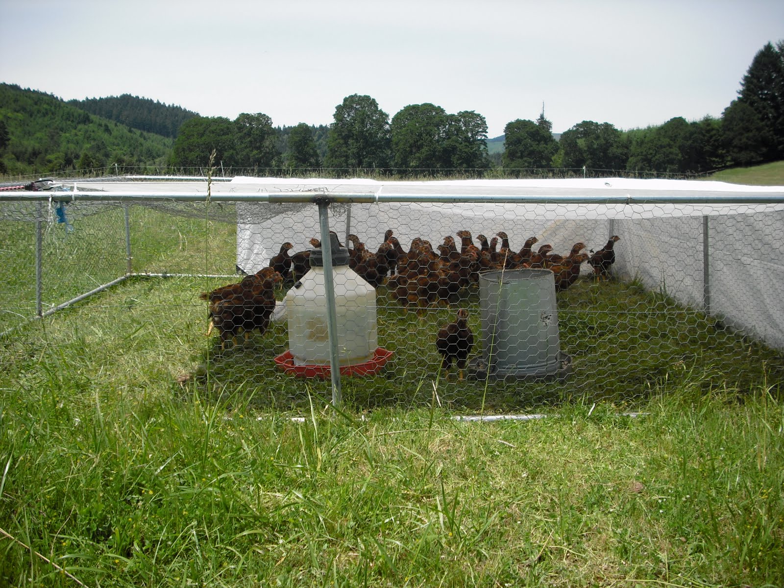 Chicken tractor electrical conduit 90, how to make homemade chicken