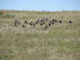 Turkeys! Cheyenne CO, KS