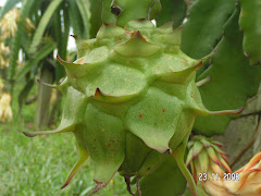 The Ungaran Site: Wisata Kebun Strawberry Kopeng