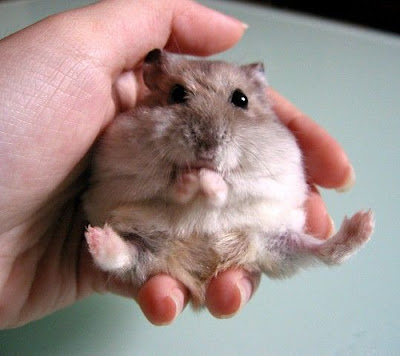 fat winter white hamster