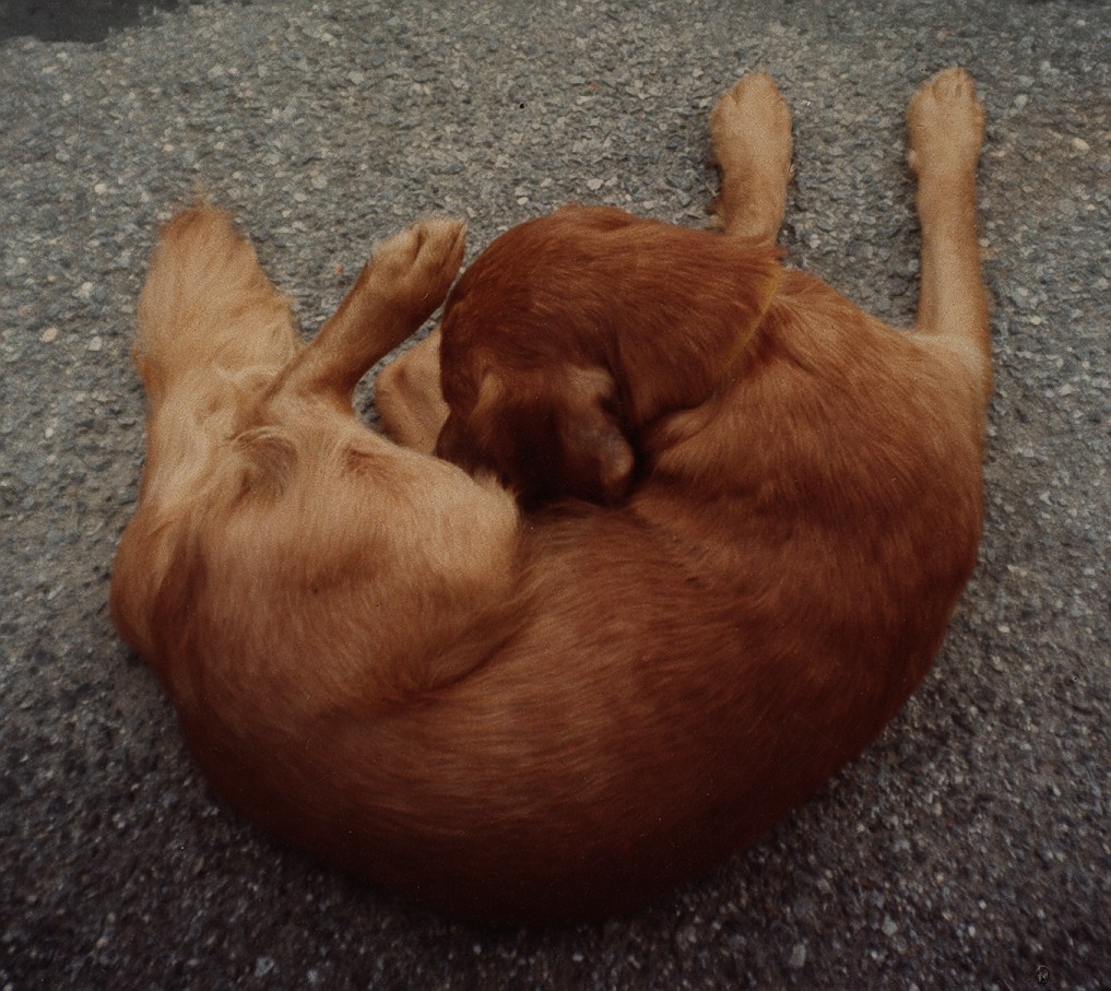 rhonda hovan golden retrievers kiko s house breeders play god as the epidemic of golden rhonda hovan golden retrievers kiko s house breeders play god as the epidemic of golden
