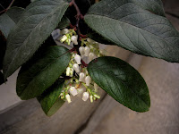 Leucothoe fontanesiana 'Rainbow'