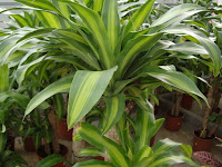 estudiar jardineria jardinerias trabajos de jardineria