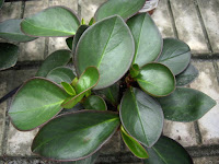 estudiar jardineria jardinerias trabajos de jardineria