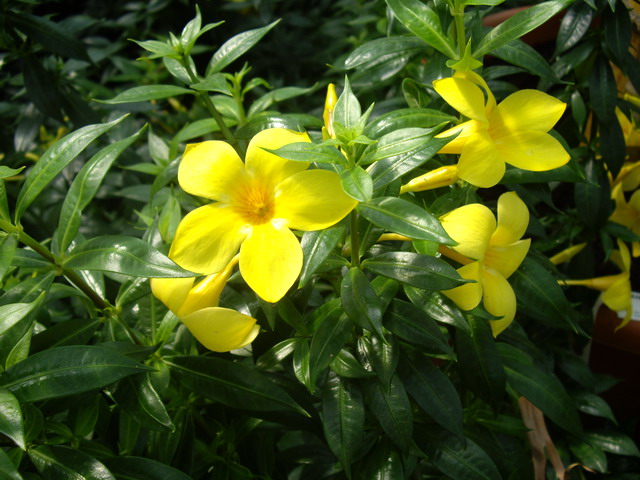 [Allamanda+nerifolia.jpg]