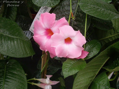 cursos jardineria paisajismo jardines paisajista