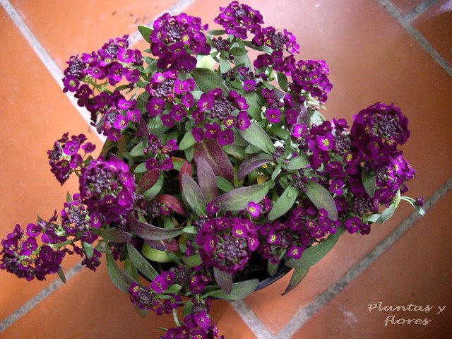 [+(Lobularia+Maritima++(2).jpg]