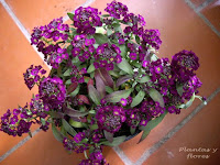 revistas de jardineria revista de jardineria jardineria poda