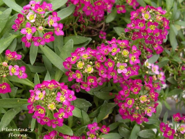 [+(Lobularia+Maritima+.jpg]