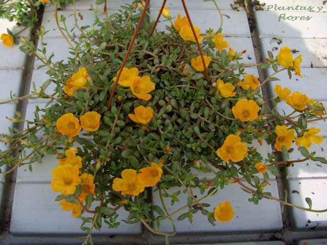 [Portulaca+umbraticola++(9).jpg]