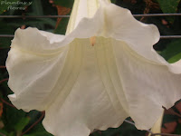 revista jardineria revistas de jardineria revista de jardineria