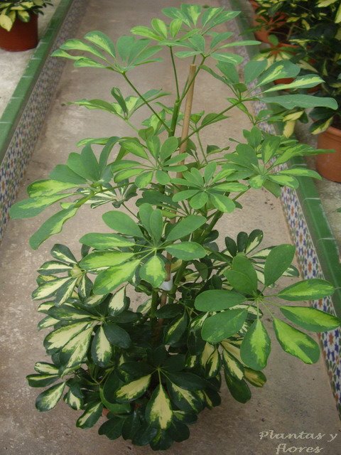 [Schefflera+arboricola++-.jpg]