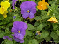tienda jardineria libros de jardineria cursos de jardineria gratis