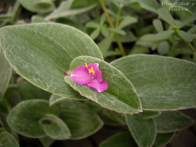 [Tradescantia+sillamontana+(7).jpg]