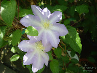 escuela paisajismo libros jardineria jardineria basica