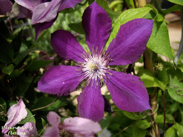 [Clematis+-.jpg]