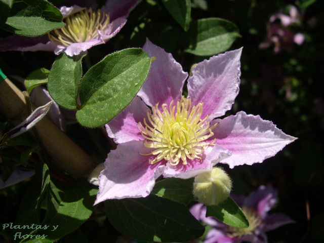 [Clematis+-+(6).jpg]