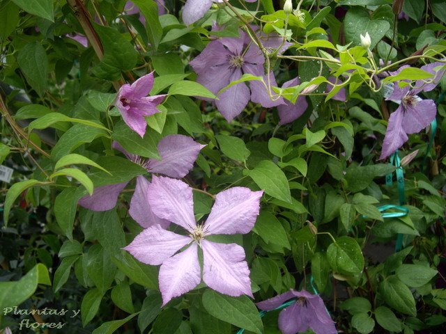 [Clematis+-+(7).jpg]