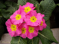 material jardineria paisajismo jardin jardineria plantas