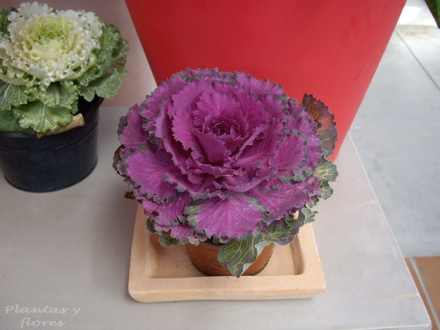 [Brassica+oleracea+(3).jpg]