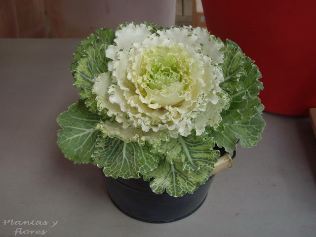 [Brassica+oleracea+(2).jpg]