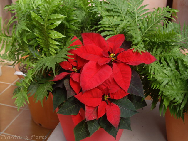 [Euphorbia+pulcherrima++(4).jpg]