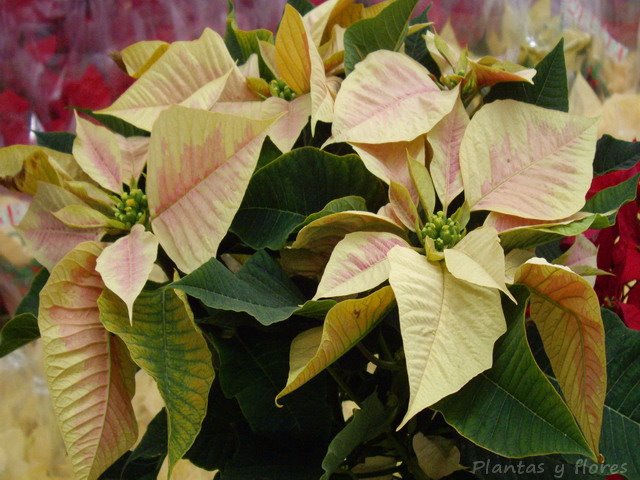 [Euphorbia+pulcherrima++(14).jpg]