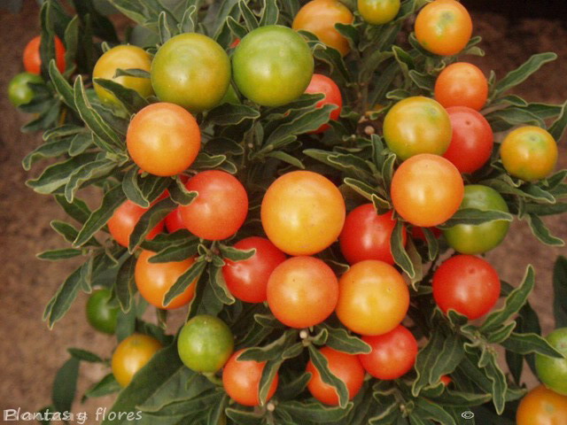 [Solanum+pseudocapsicum+(2).jpg]