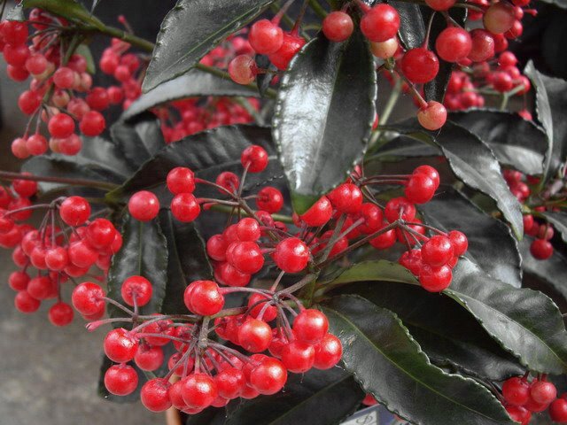 [Ardisia+crenata+(2).jpg]